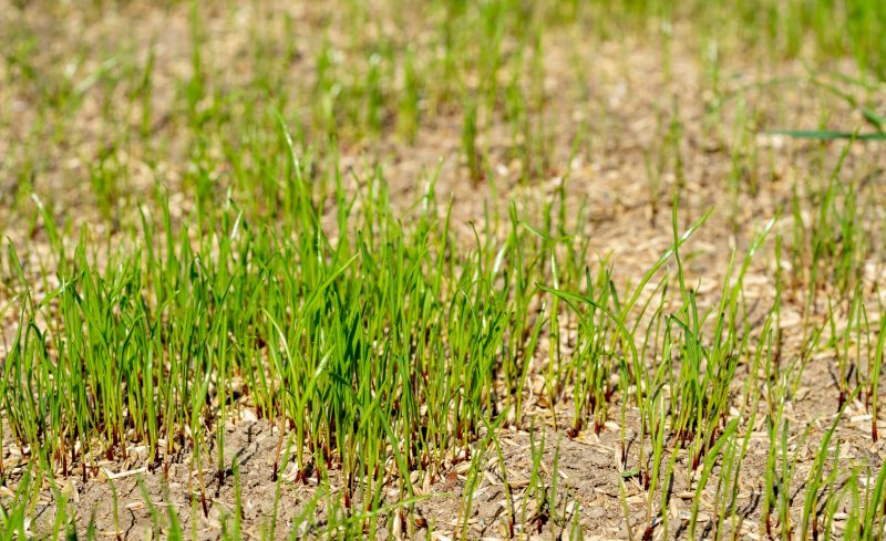 Commercial Grass Seeding in Honolulu, HI