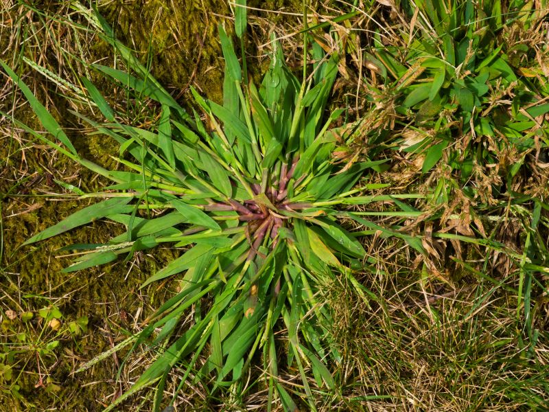 Crabgrass Prevention in Ventura County, CA