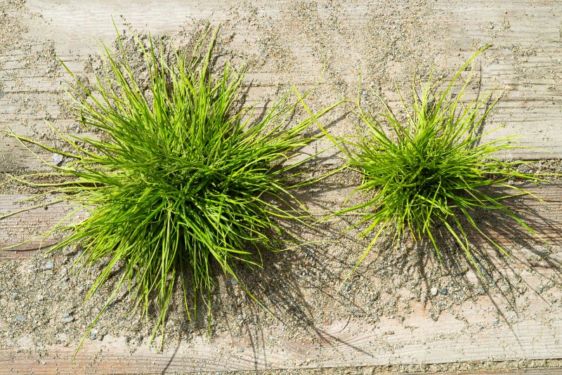 Crabgrass Removal in Ventura County, CA
