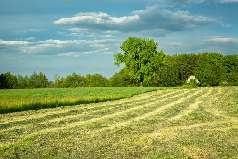 Field Mowing in Duluth, MN