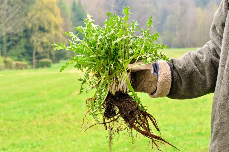 Garden Deweeding in Aiken, SC