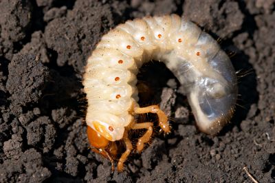 Grub Control in Ventura County, CA