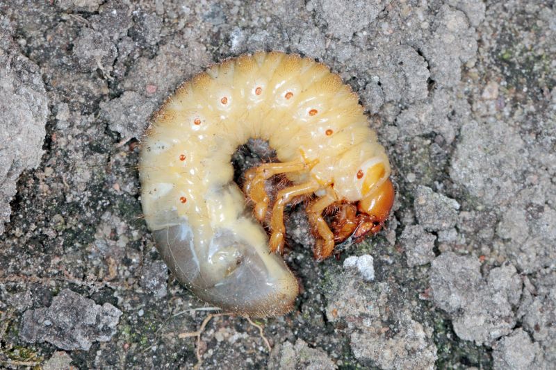 Grub Prevention in Honolulu, HI