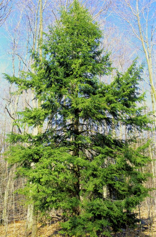 Hemlock Removal in West Chester, PA