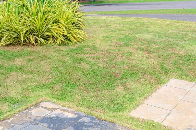 Lawn Disease Treatment in Honolulu, HI