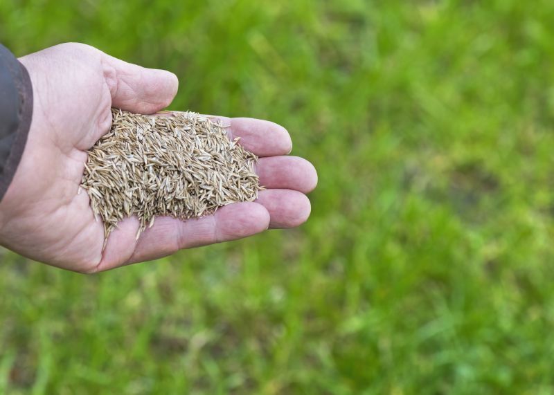 Lawn Reseeding Service in Ventura County, CA