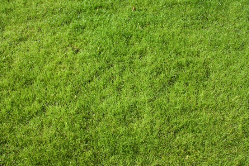 Lawn Seeding in Honolulu, HI