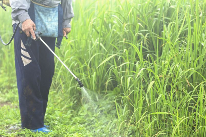 Lawn Weed Control in Aiken, SC