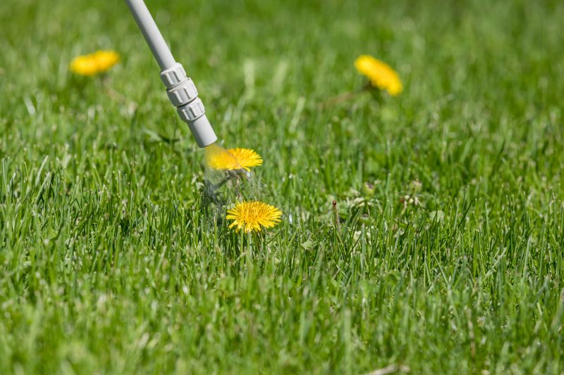 Lawn Weed Treatment in Rockwall, TX