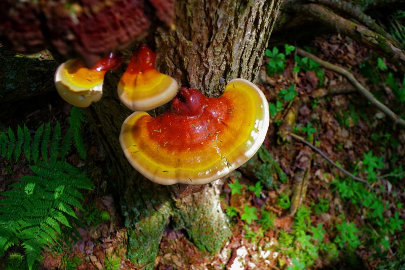 Mushroom Removal Service in Ventura County, CA