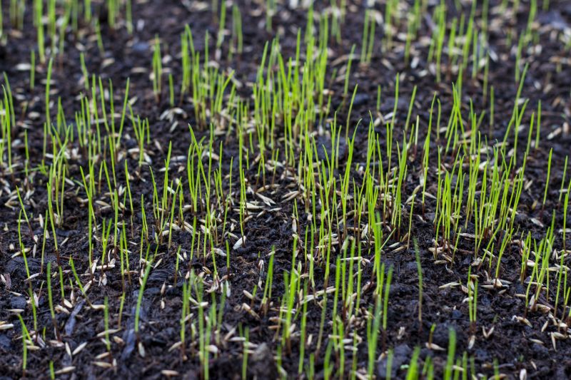 New Lawn Seeding in Honolulu, HI