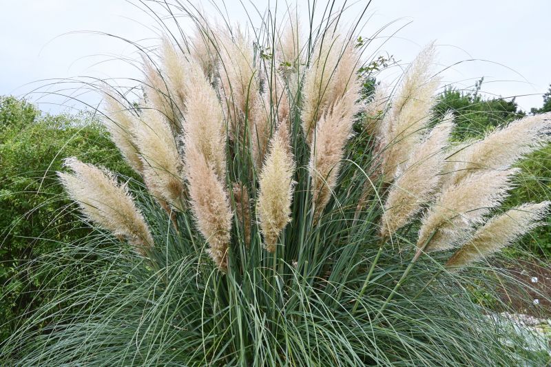 Pampas Grass Control in Ventura County, CA