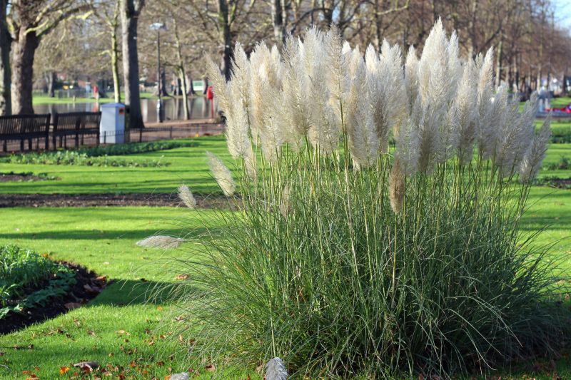 Pampas Grass Control in Honolulu, HI