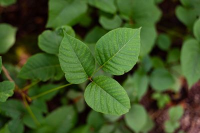 Poison Ivy Removal in West Chester, PA