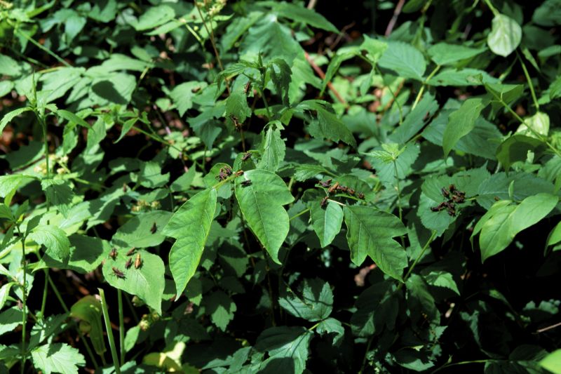 Poison Ivy Removal in Philadelphia, PA