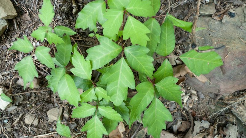 Poison Ivy Removal in Ventura County, CA