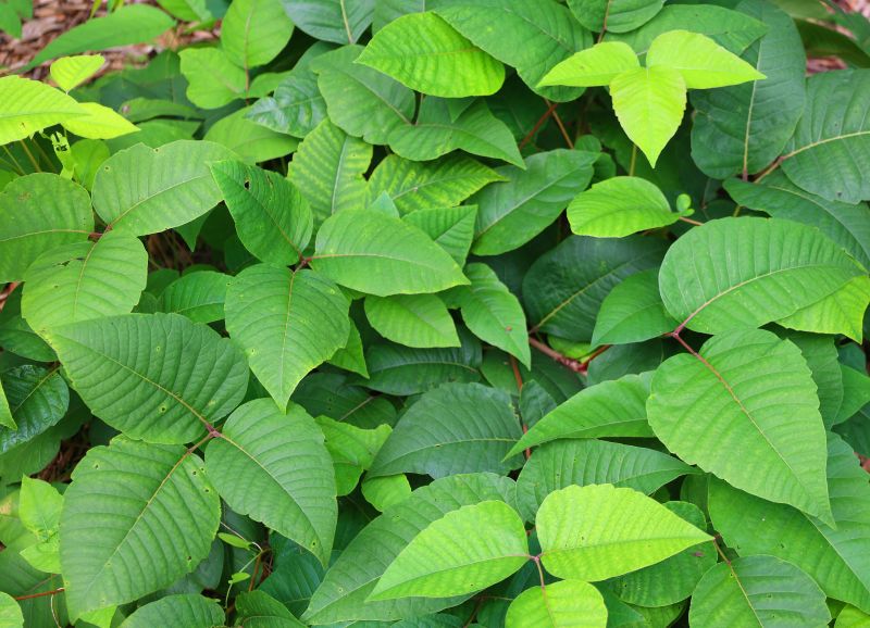 Poison Ivy Removal in Newark, DE