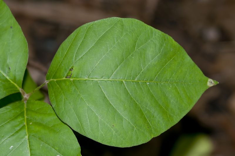 Poison Ivy Removal in Montgomery County, PA