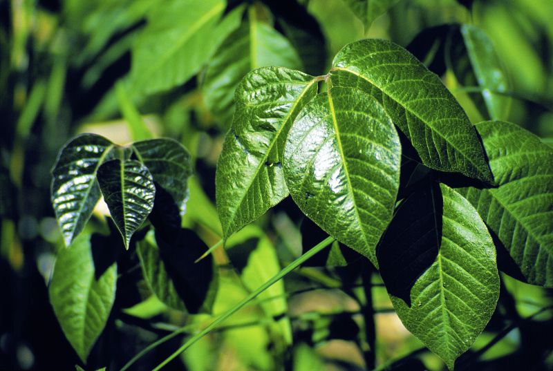 Poison Ivy Removal in Doylestown, PA