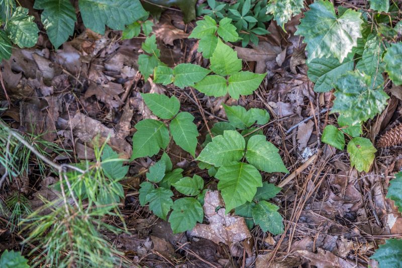 Poison Oak Removal in Wilmington, DE