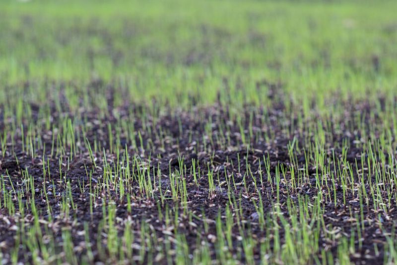 Turf Seeding in Honolulu, HI
