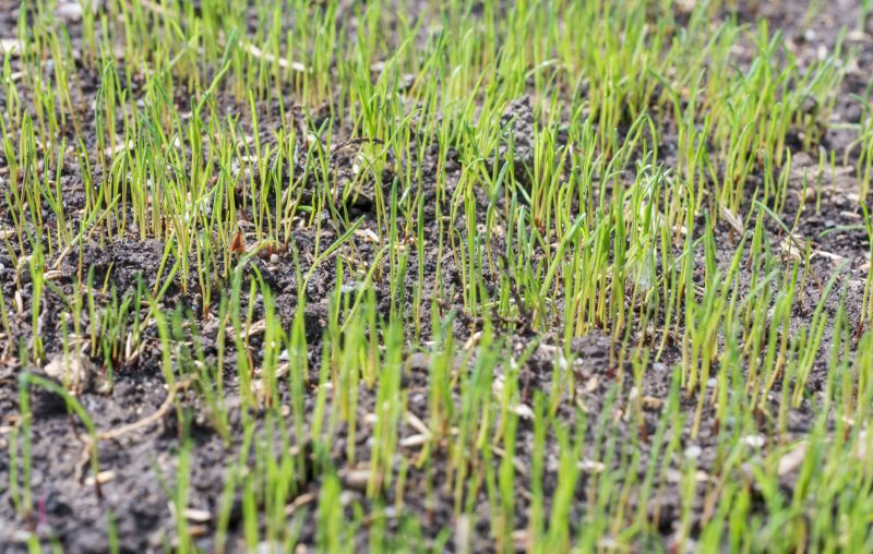 Yard Overseeding in Honolulu, HI