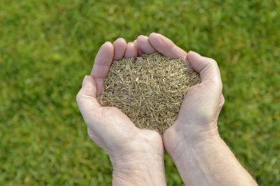 Commercial Lawn Seeding in Honolulu, HI