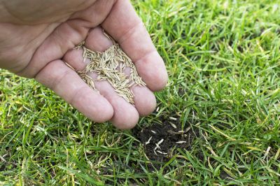 Commercial Lawn Seeding in Honolulu, HI