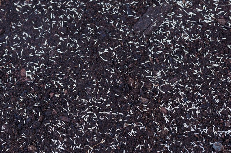 Commercial Lawn Seeding in Ventura County, CA