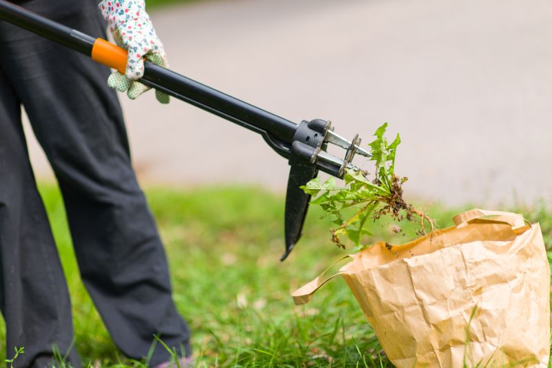 Crabgrass Removal in Aiken, SC