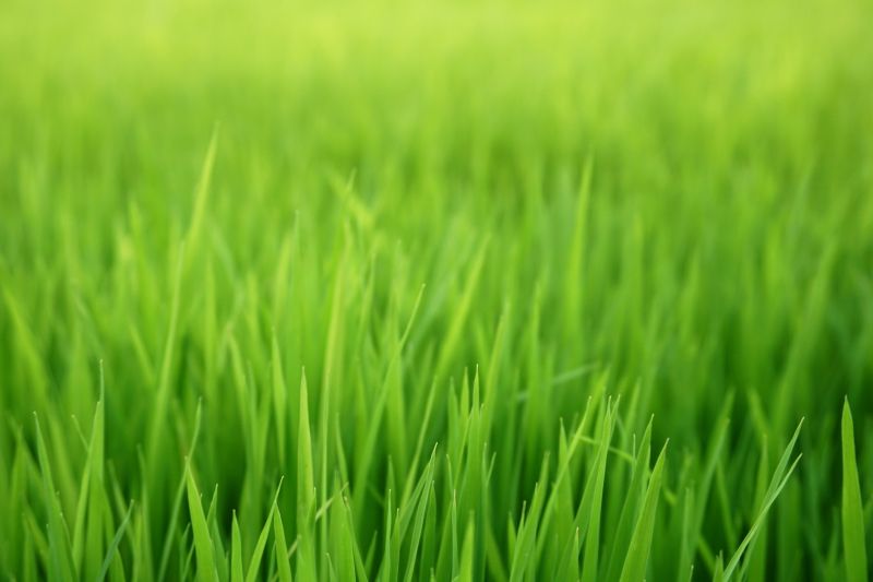 Grass Seed Installation in Ventura County, CA