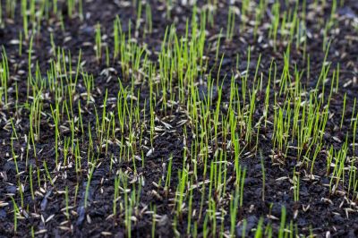 Grass Seed Installation in Honolulu, HI