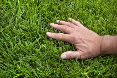 Grass Treatment in Ventura County, CA