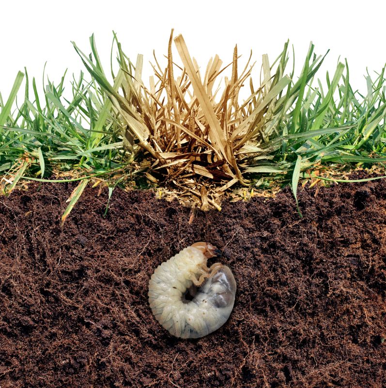 Grub Control in Honolulu, HI