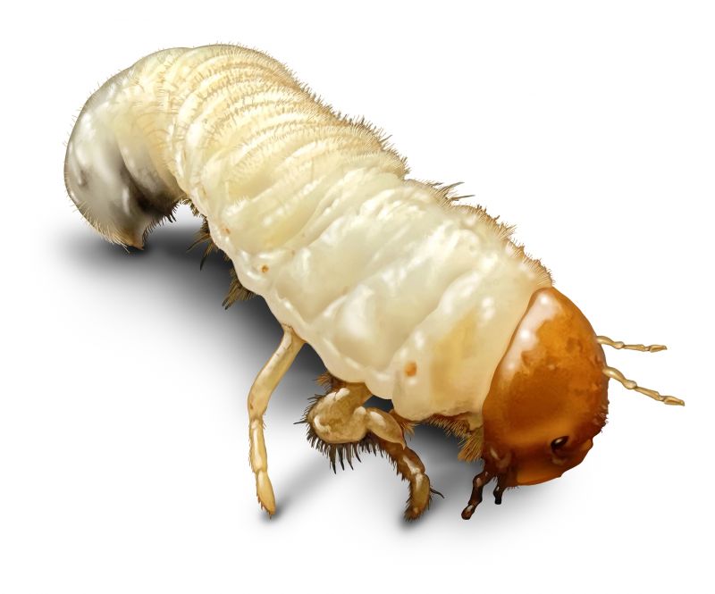Grub Control in Honolulu, HI