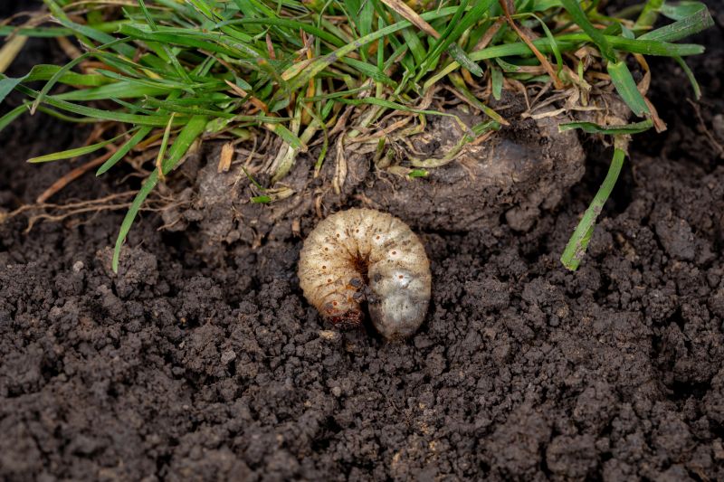Grub Control in Ventura County, CA
