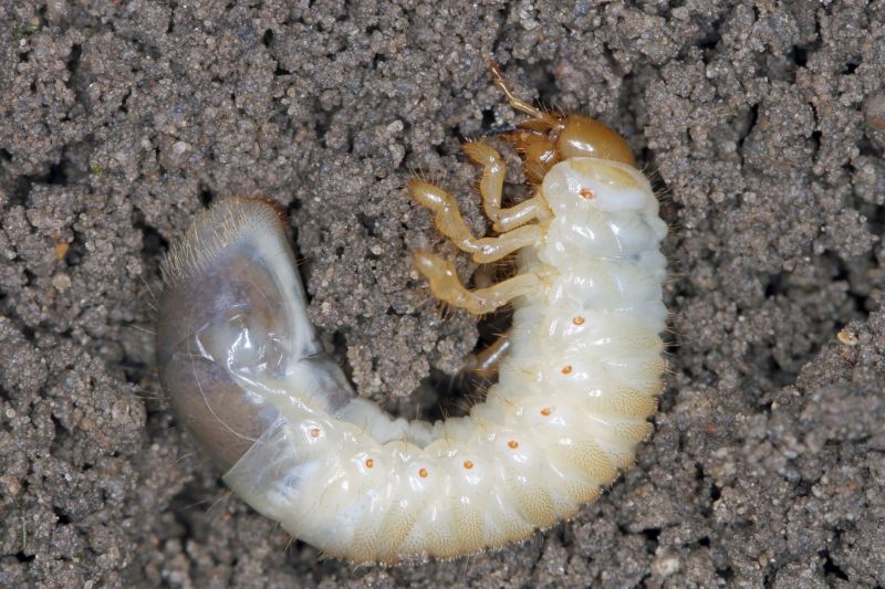 Grub Control in Ventura County, CA