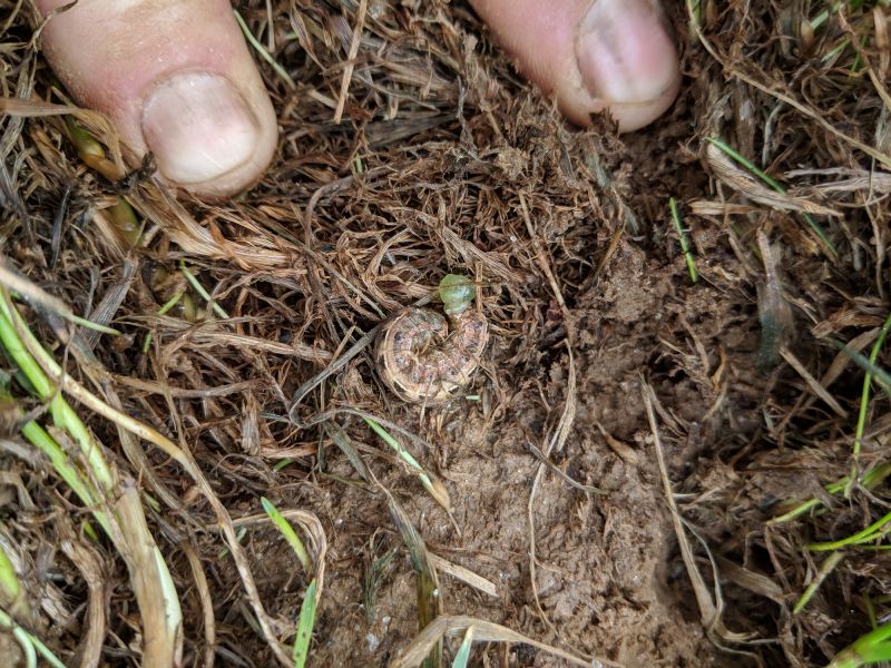 Grub Control in Ventura County, CA