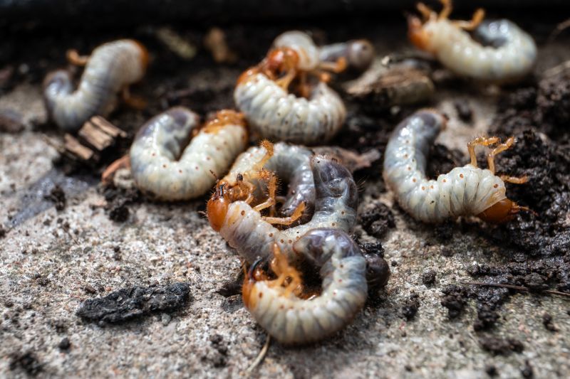 Grub Control in Ventura County, CA