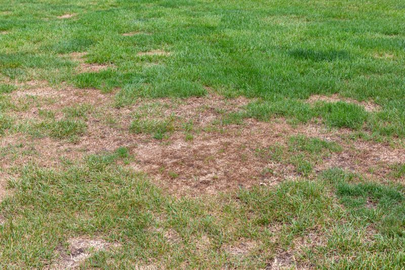 Grub Prevention in Ventura County, CA