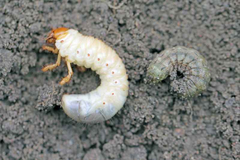 Grub Prevention in Ventura County, CA