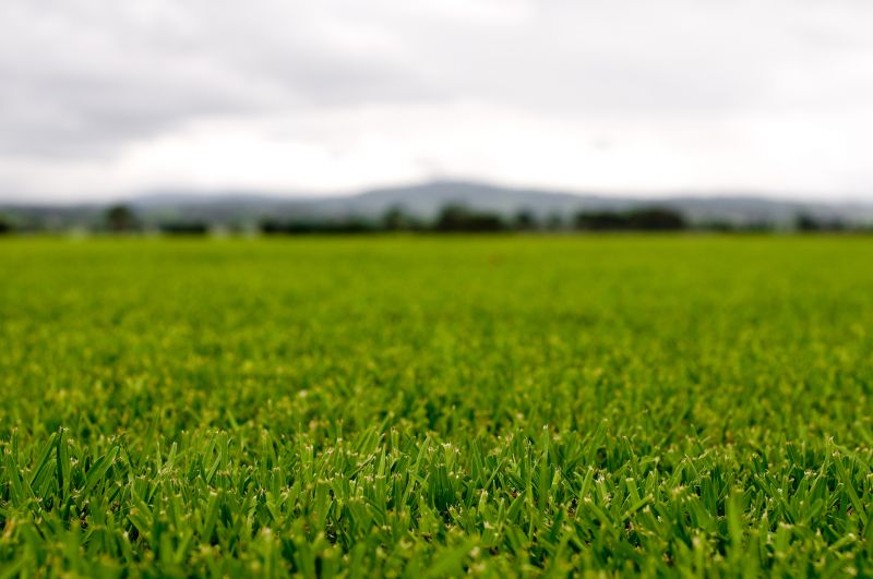 Lawn Enrichment in Ventura County, CA