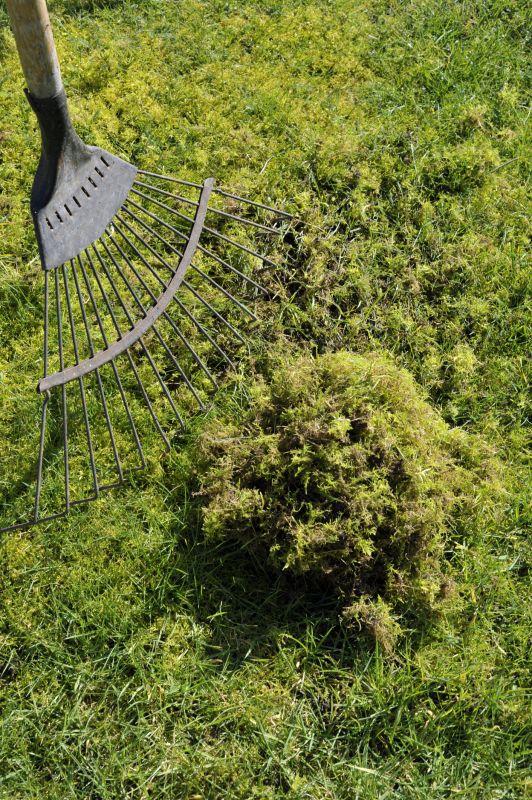 Lawn Moss Control in Honolulu, HI