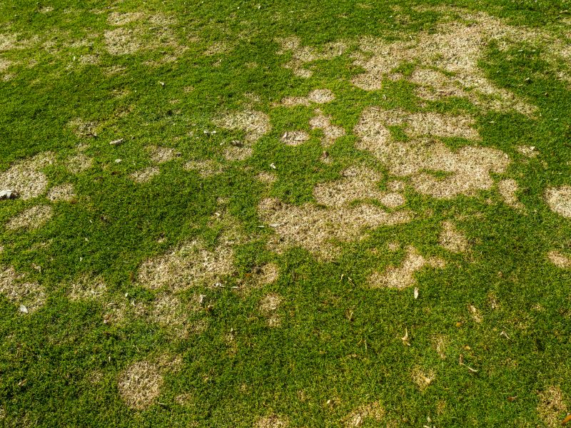 Lawn Moss Control in Ventura County, CA