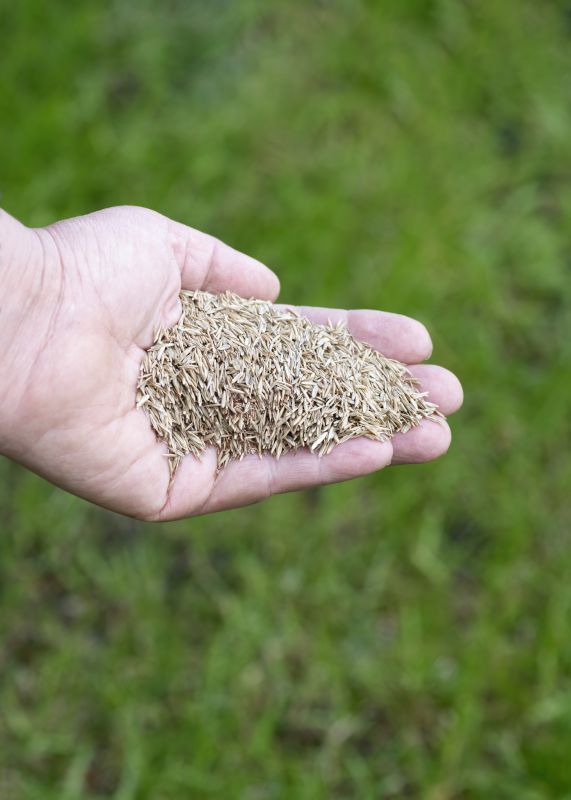 Lawn Seeding in Ventura County, CA