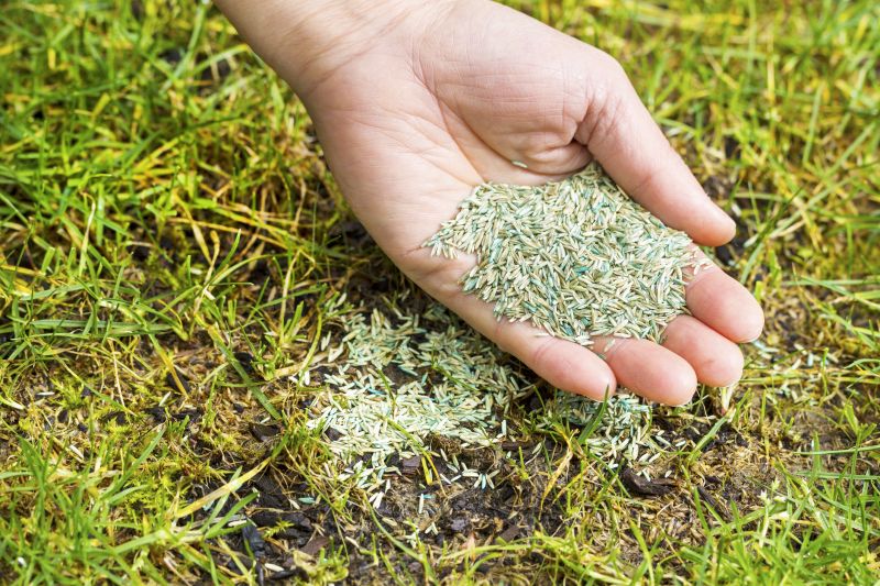 Lawn Seeding in Ventura County, CA