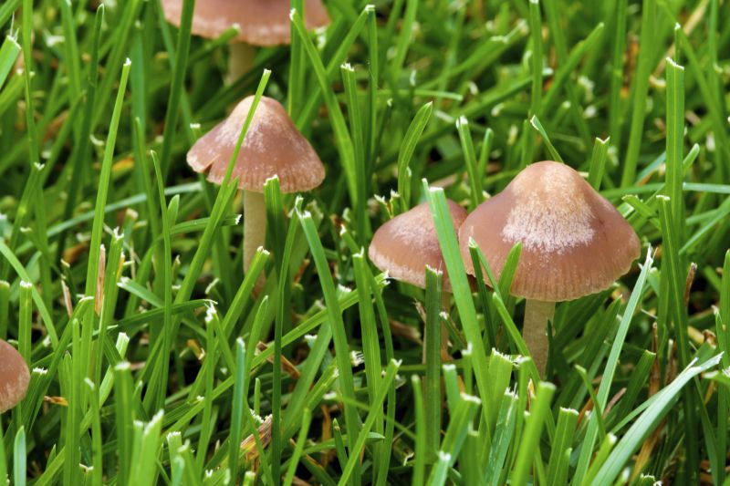 Mushroom Removal Service in Ventura County, CA