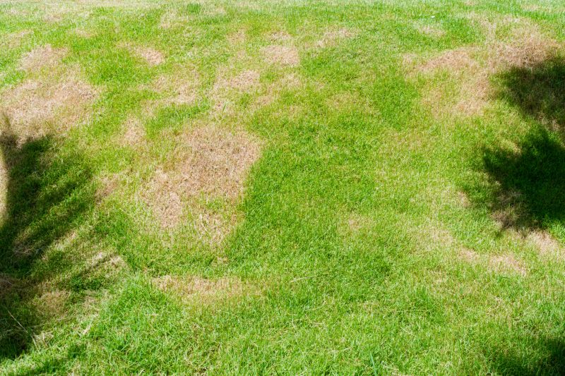 Mushroom Removal Service in Ventura County, CA