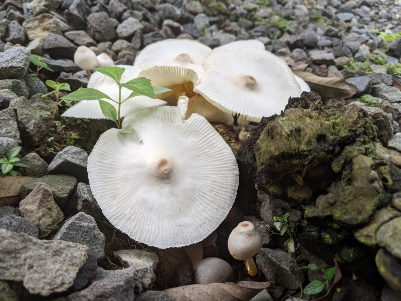 Mushroom Removal Service in Honolulu, HI