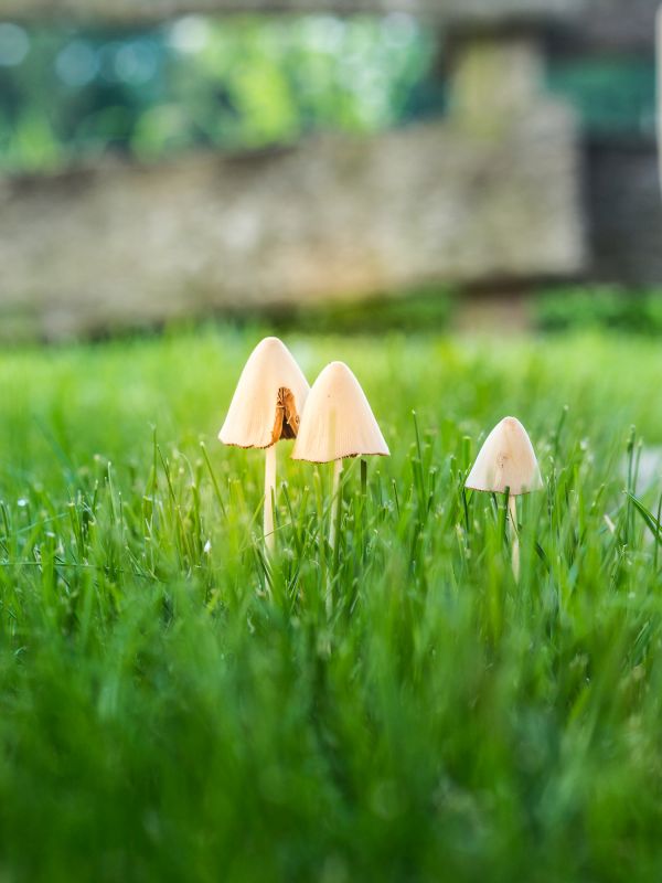 Mushroom Removal Service in Honolulu, HI